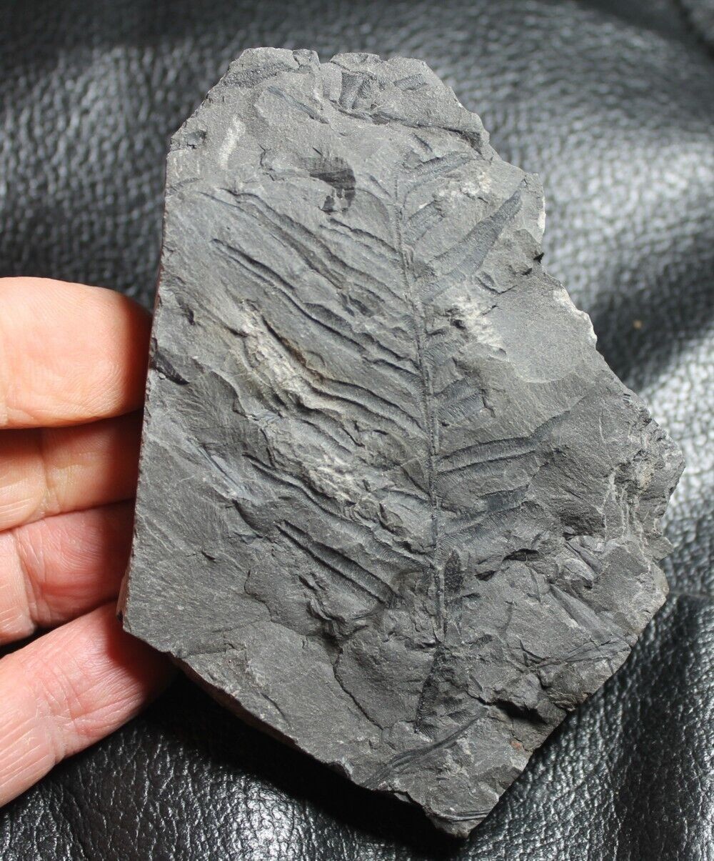 Alethopteris decurrens
