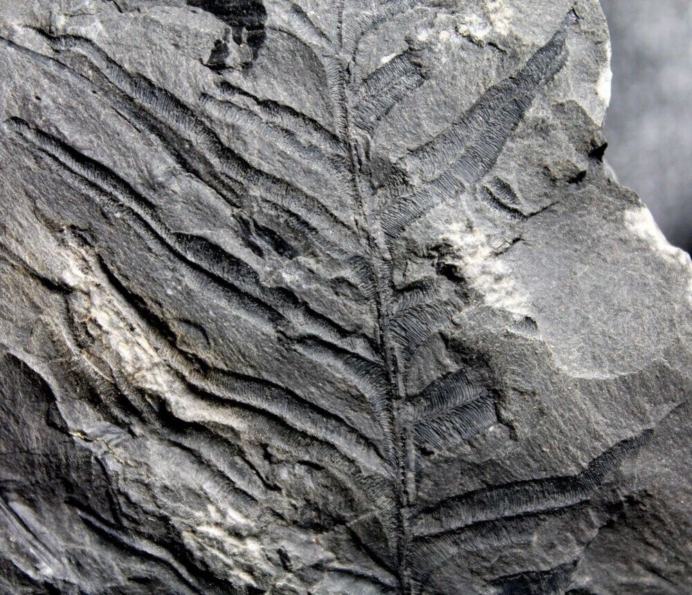 Alethopteris decurrens