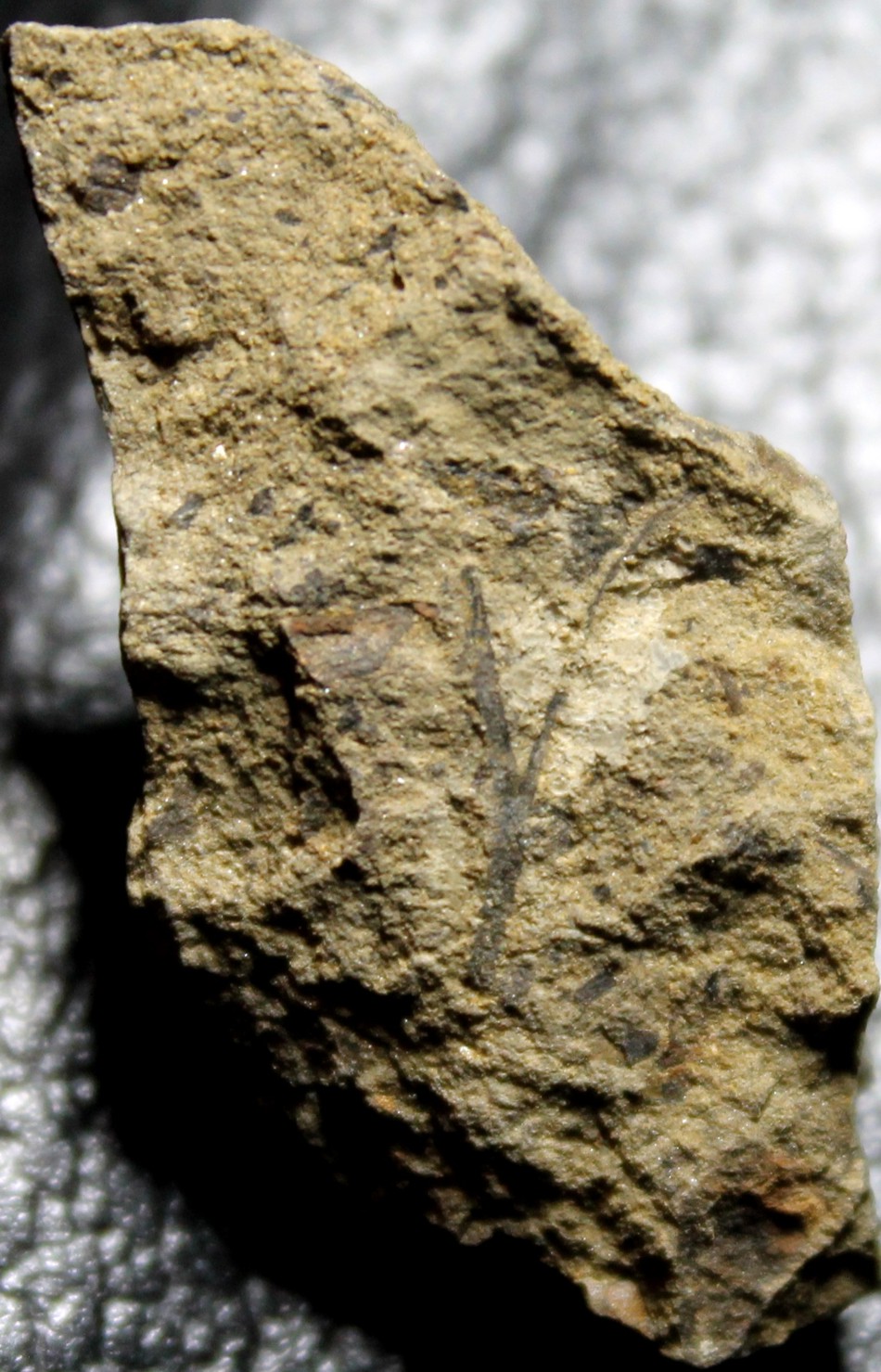 Cooksonia