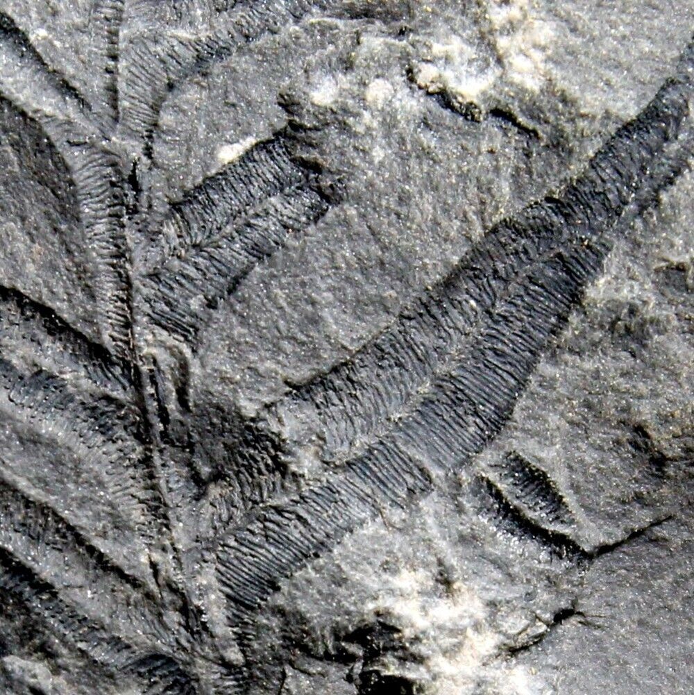 Alethopteris decurrens