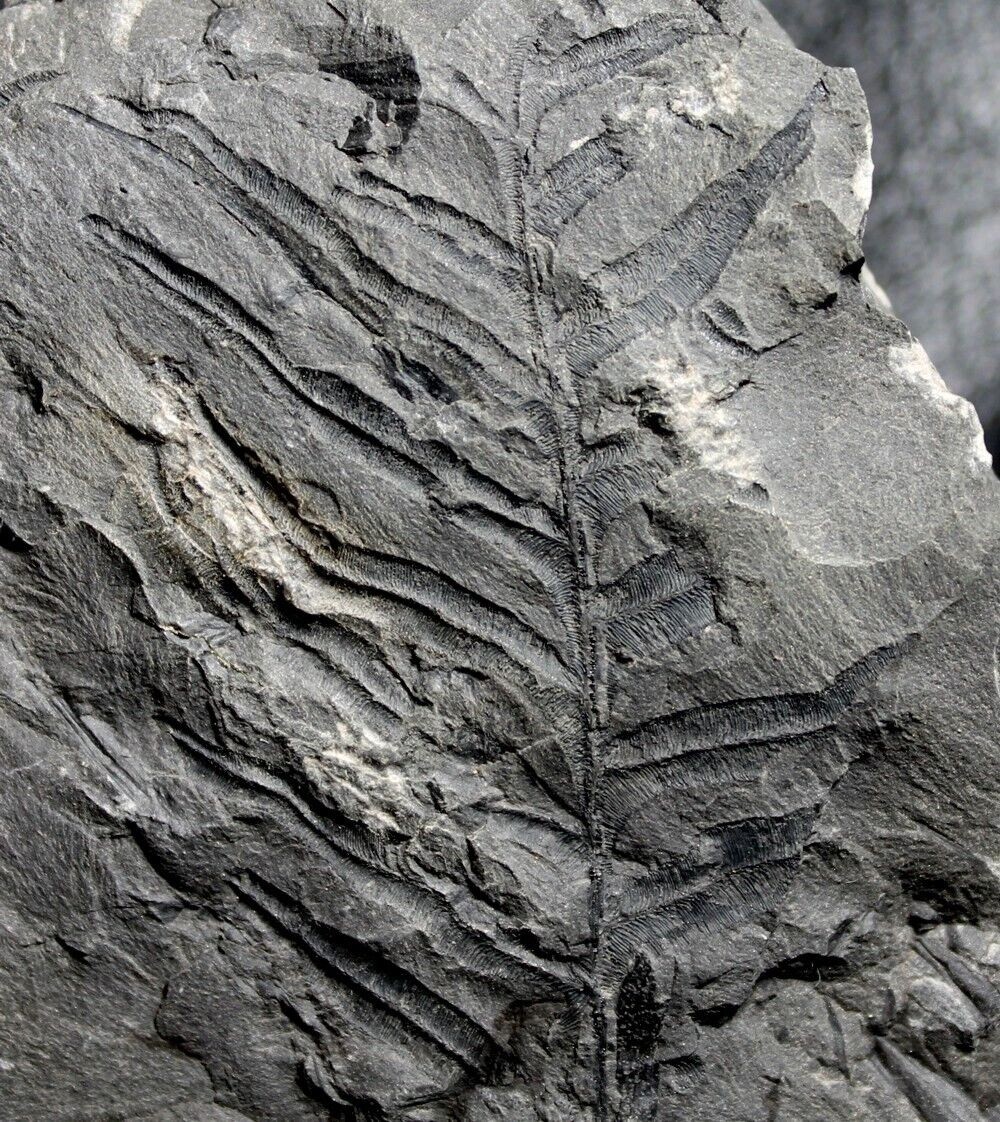 Alethopteris decurrens