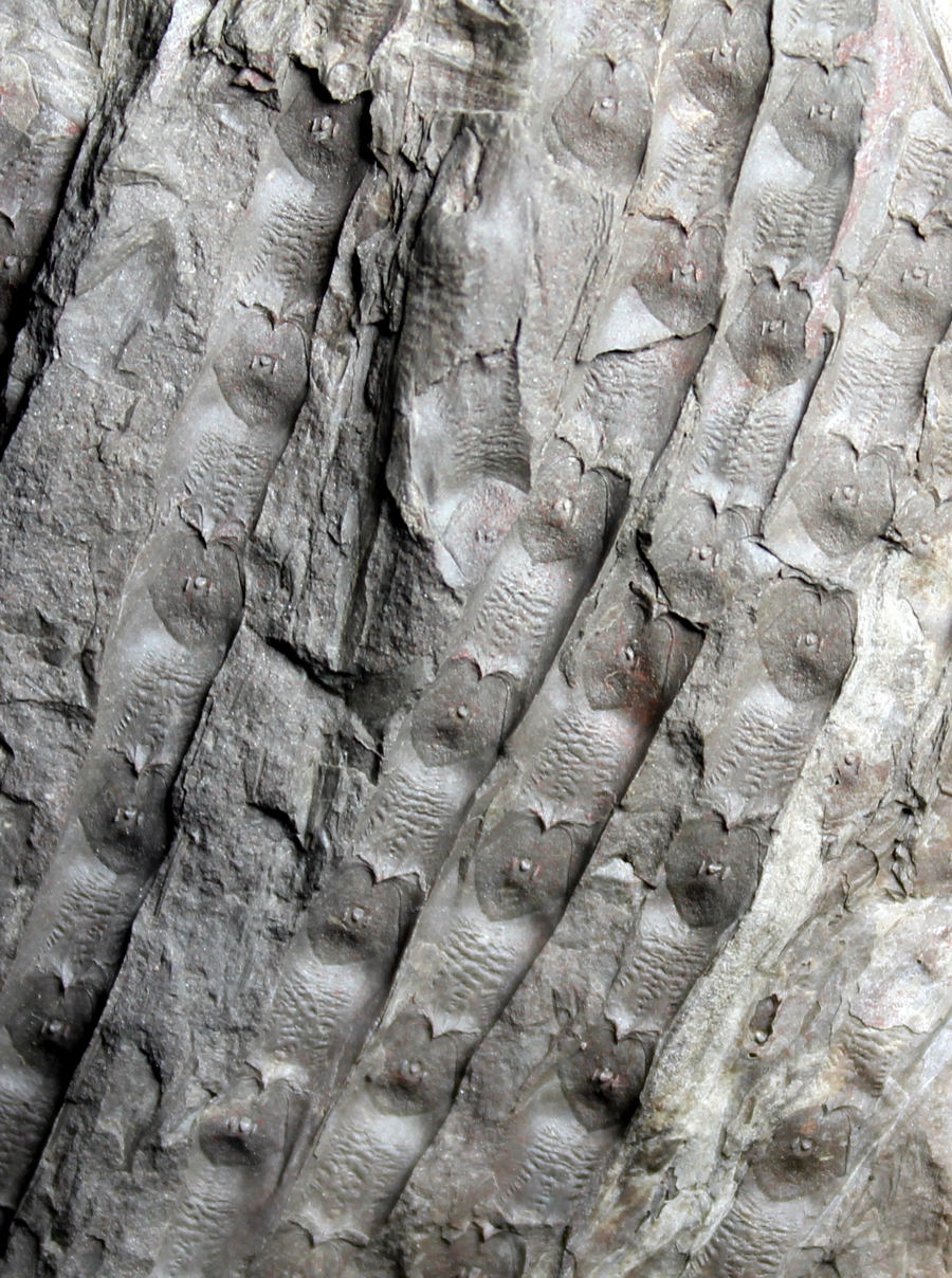 Carboniferous fossil plant