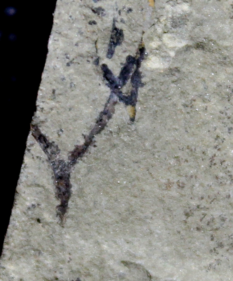 Cooksonia