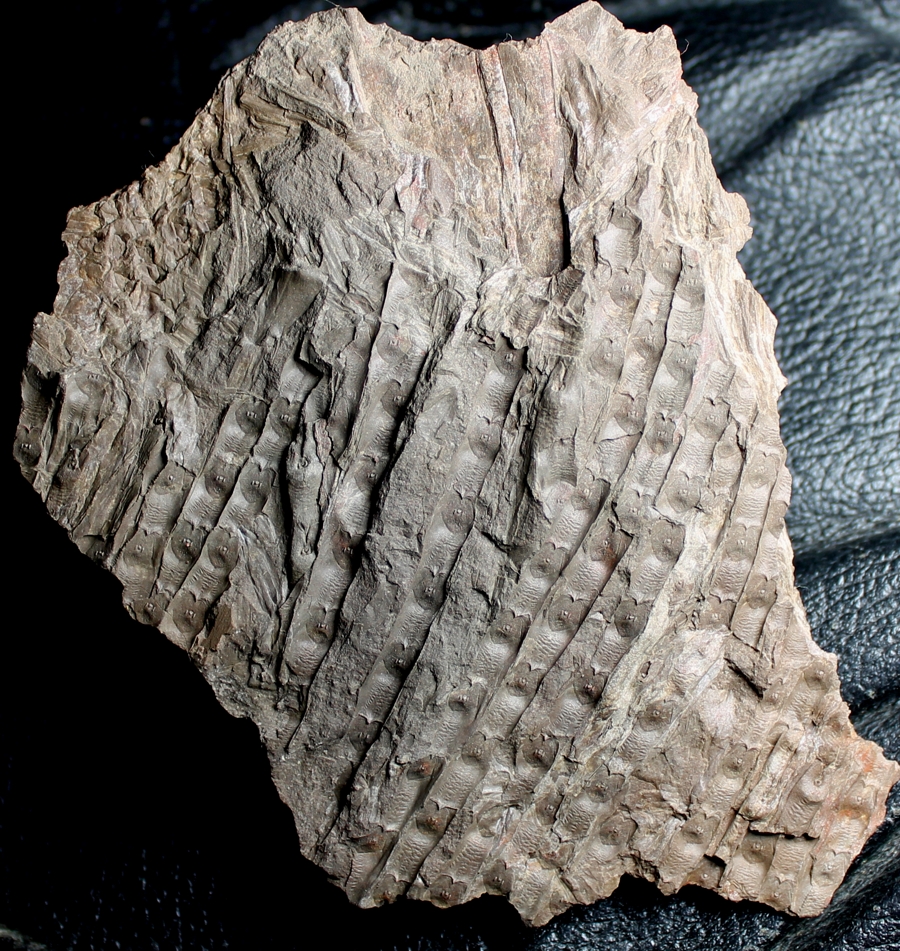 Sigillaria schlotheimiana
