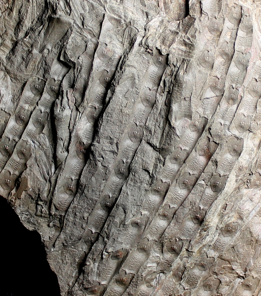 Carboniferous fossil plant