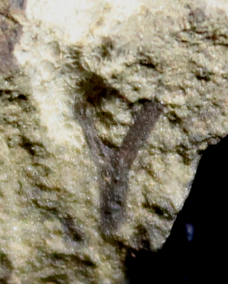 Cooksonia