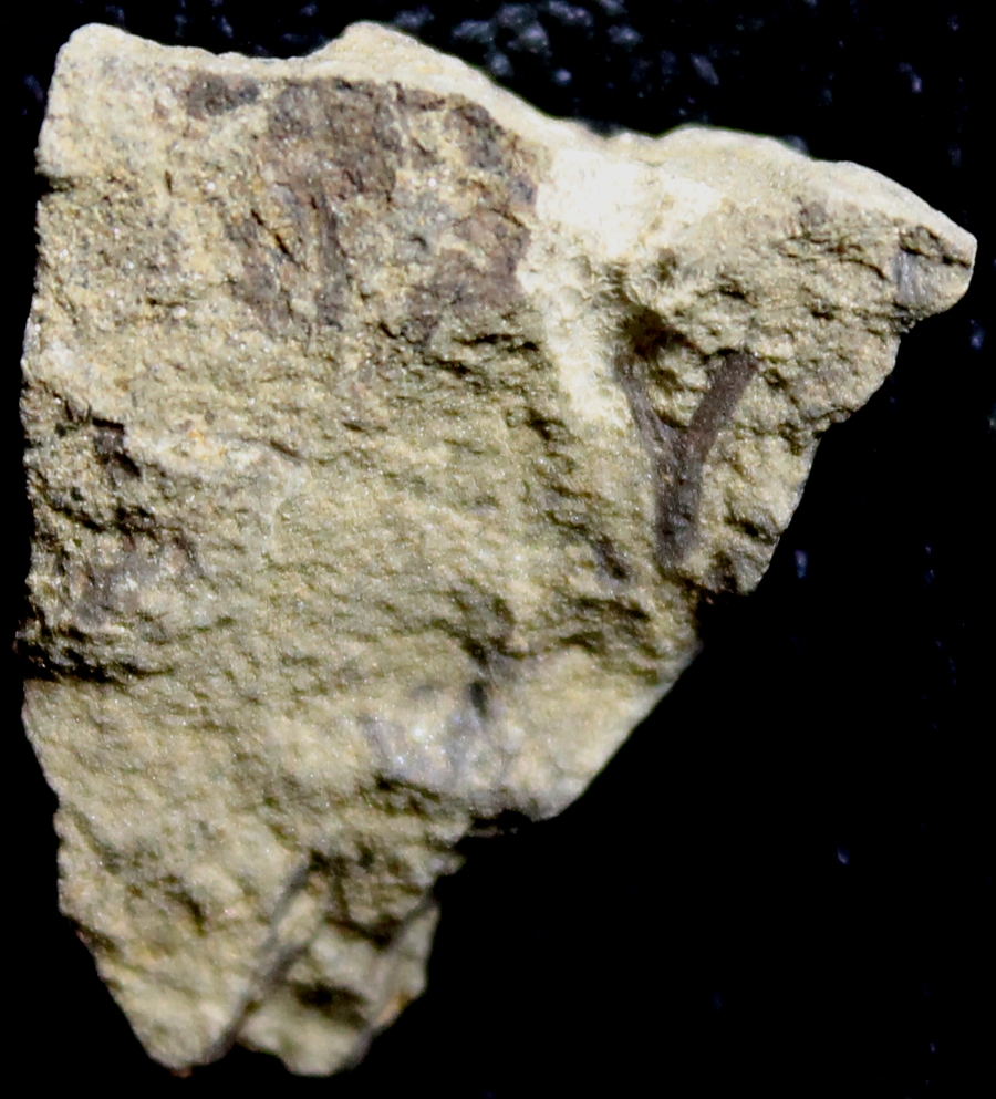 Cooksonia