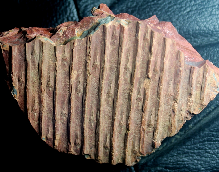Sigillaria voltzi