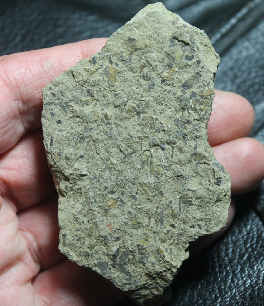 Cooksonia