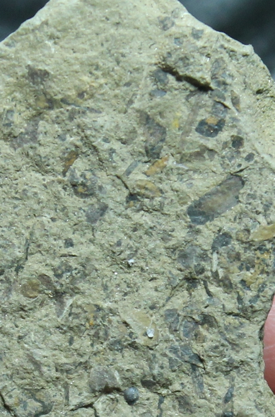 Cooksonia