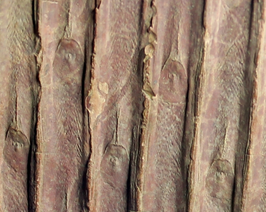 Sigillaria voltzi