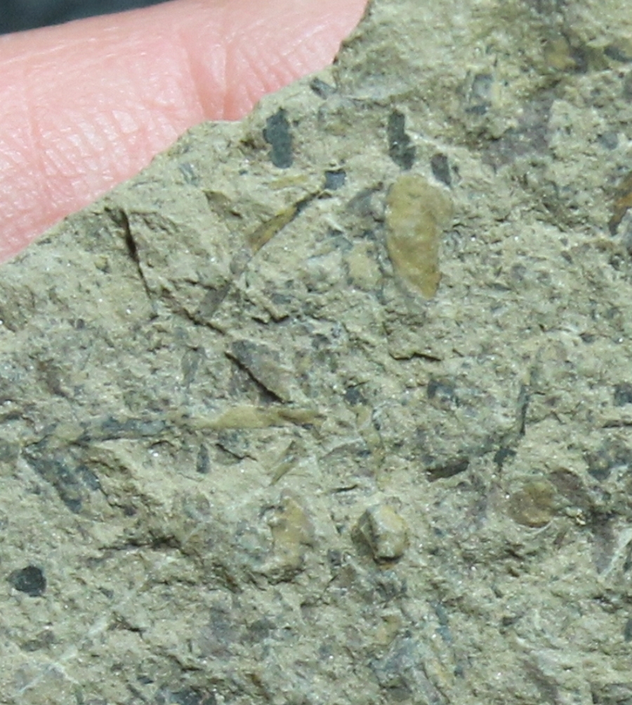 Cooksonia