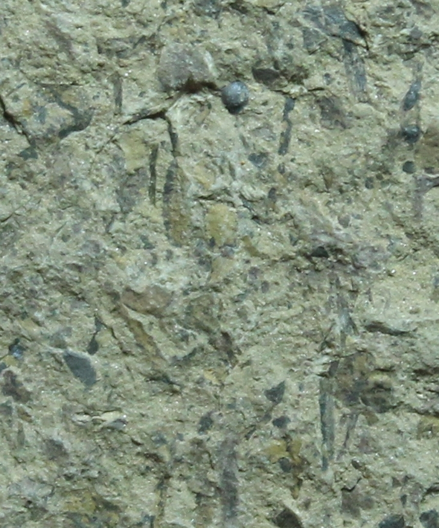 Cooksonia