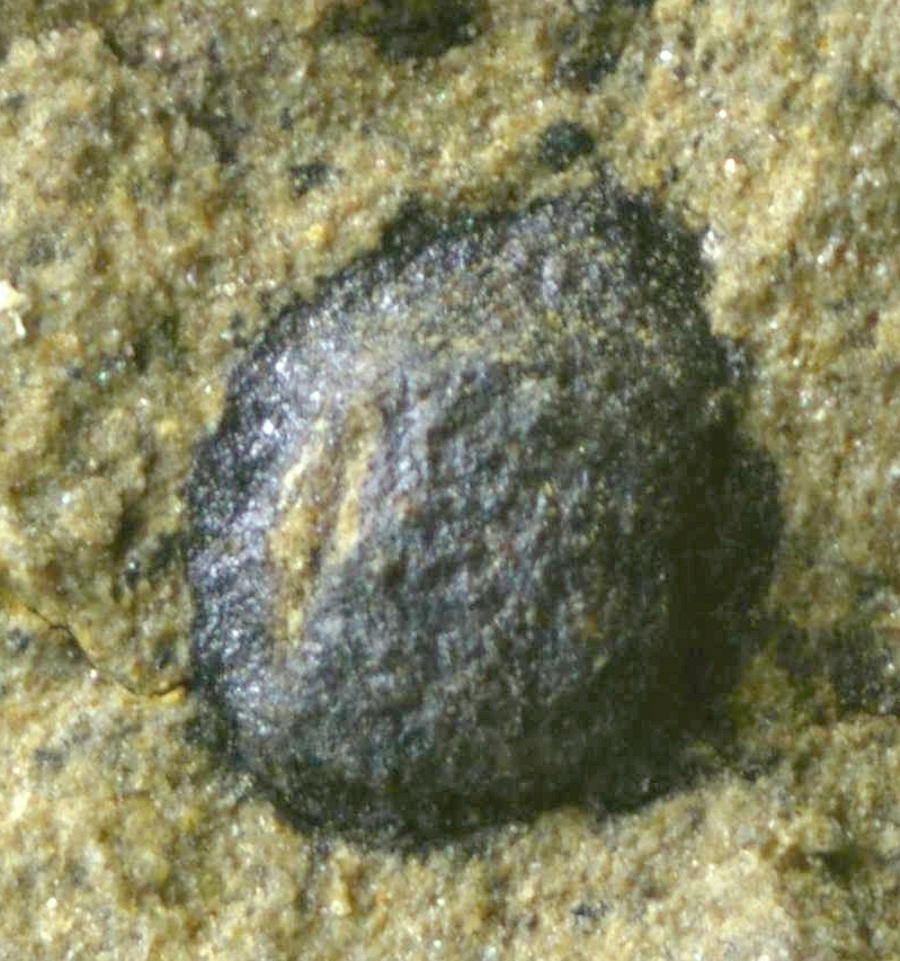 Cooksonia