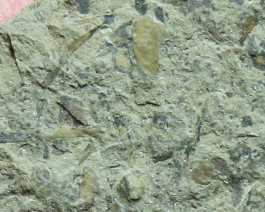 Cooksonia