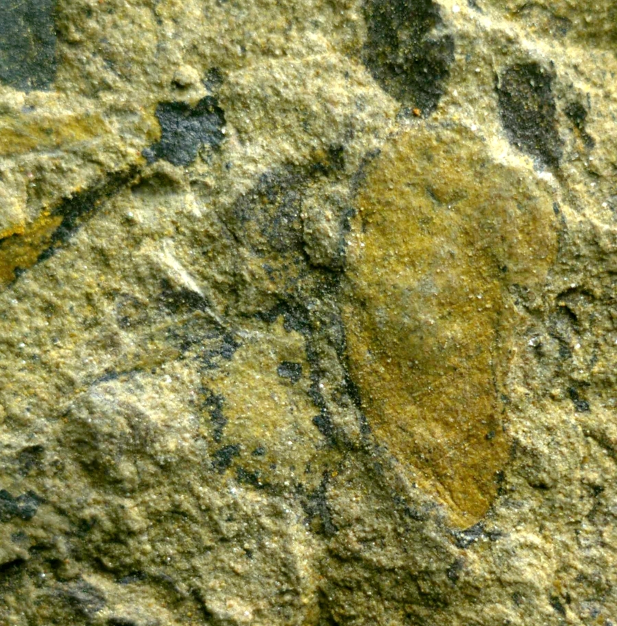 Cooksonia