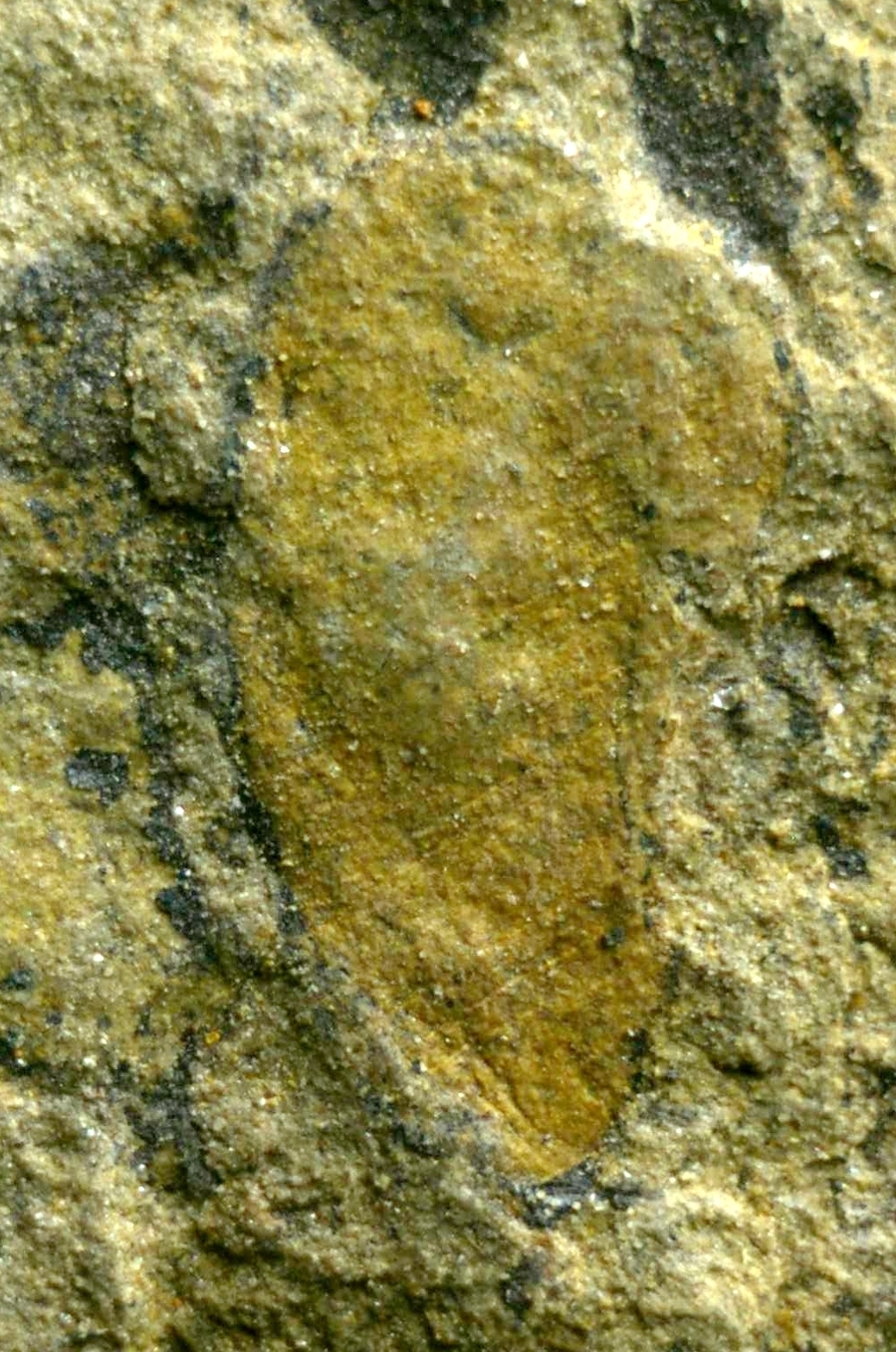 Cooksonia