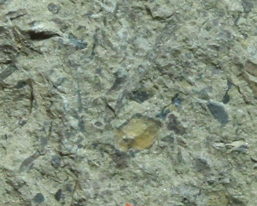 Cooksonia