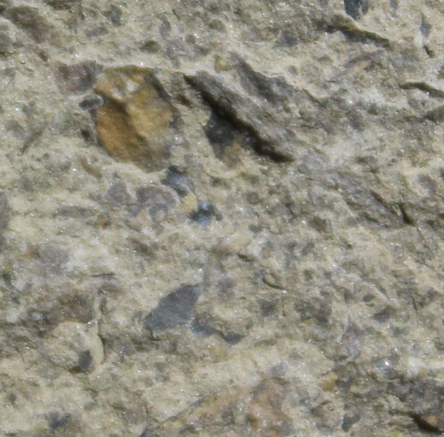 Cooksonia