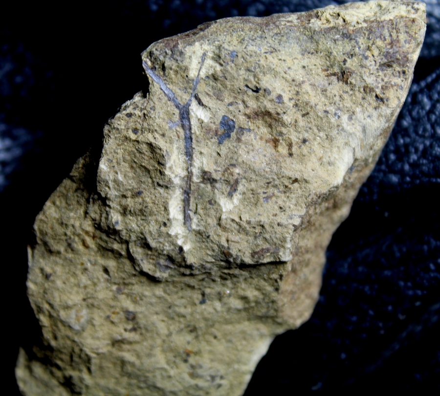 Oldest Silurian fossils land plant