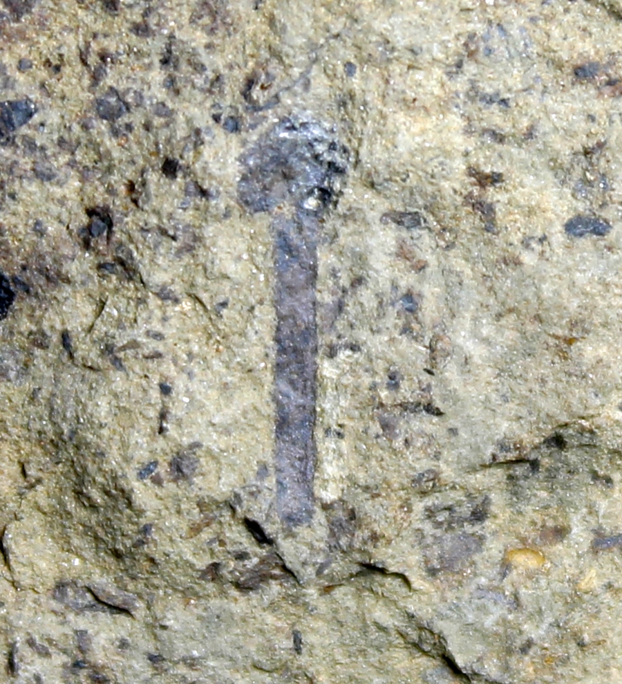 Cooksonia