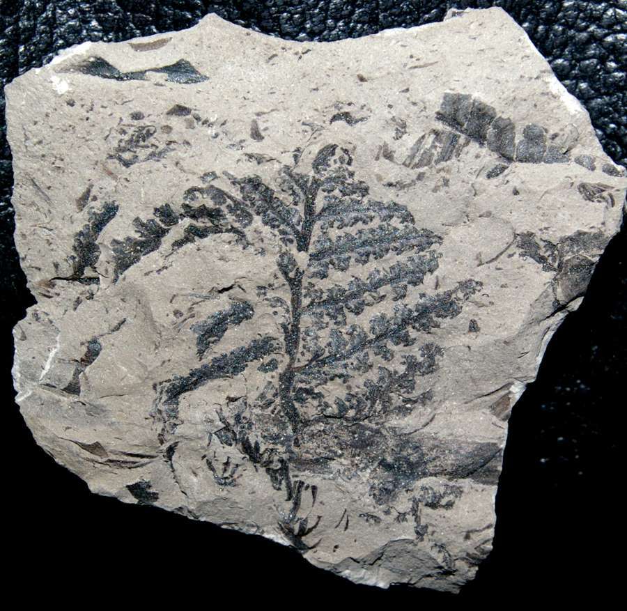 fossil plant with spores