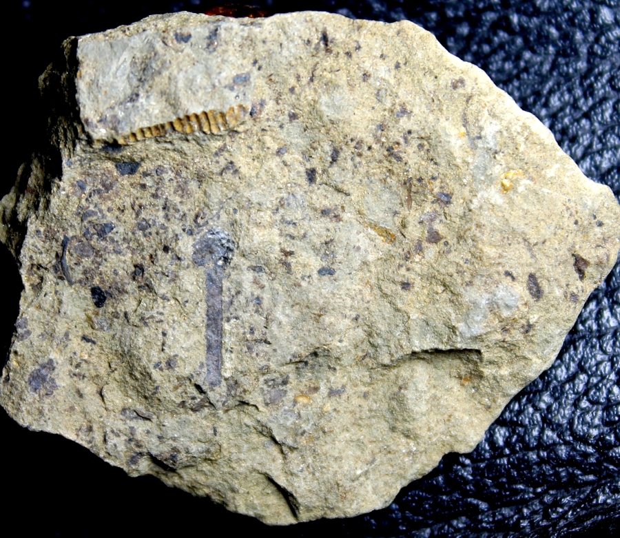 Oldest Silurian fossils land plant