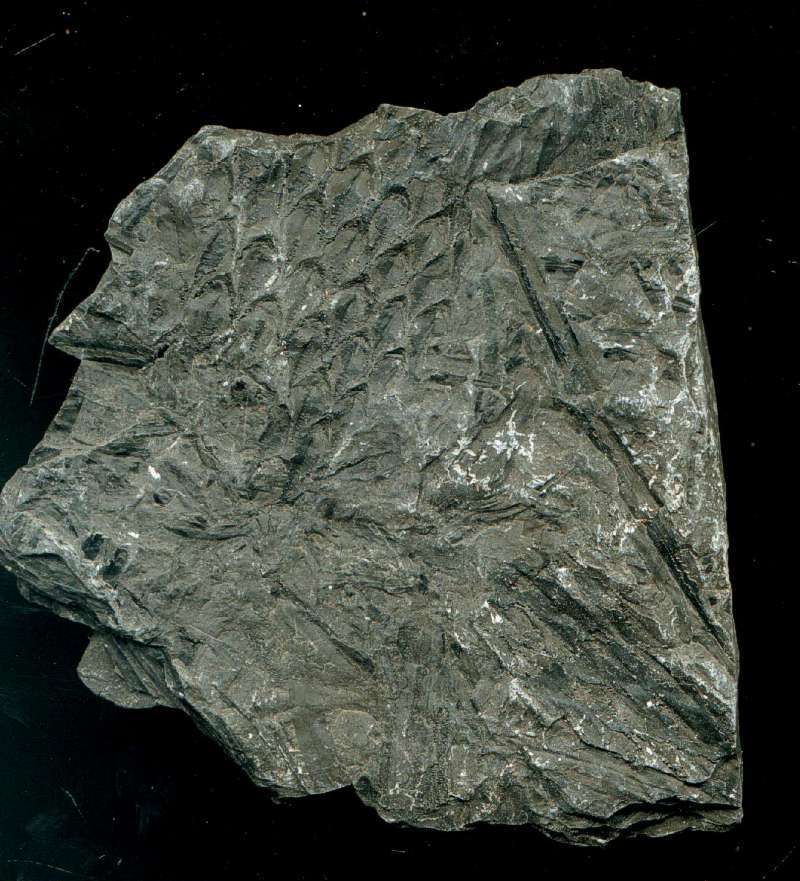  Carboniferous, Westphalian  Fossil plant