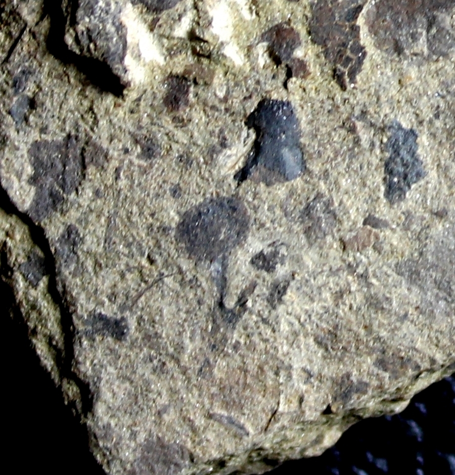 Cooksonia