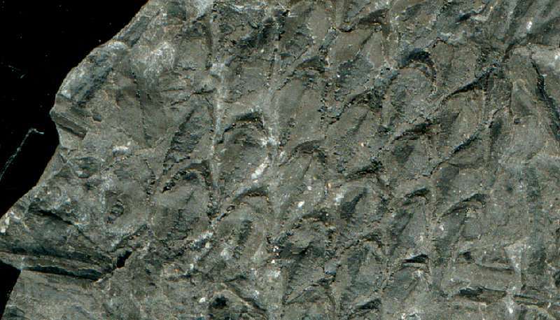  Carboniferous, Westphalian  Fossil plant