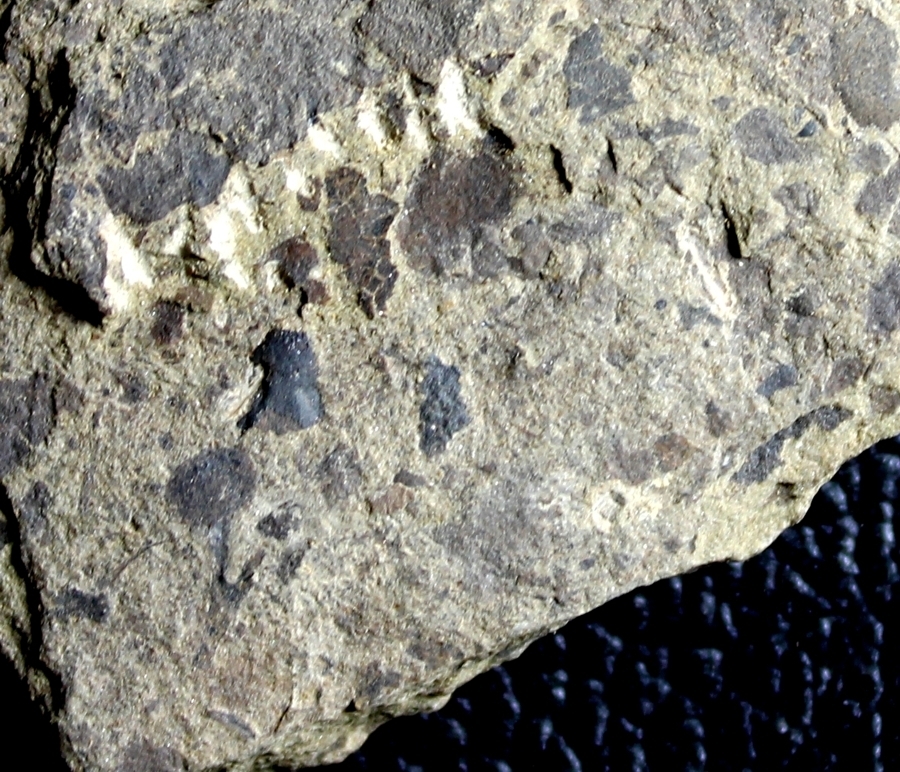 Silurian fossil land plant