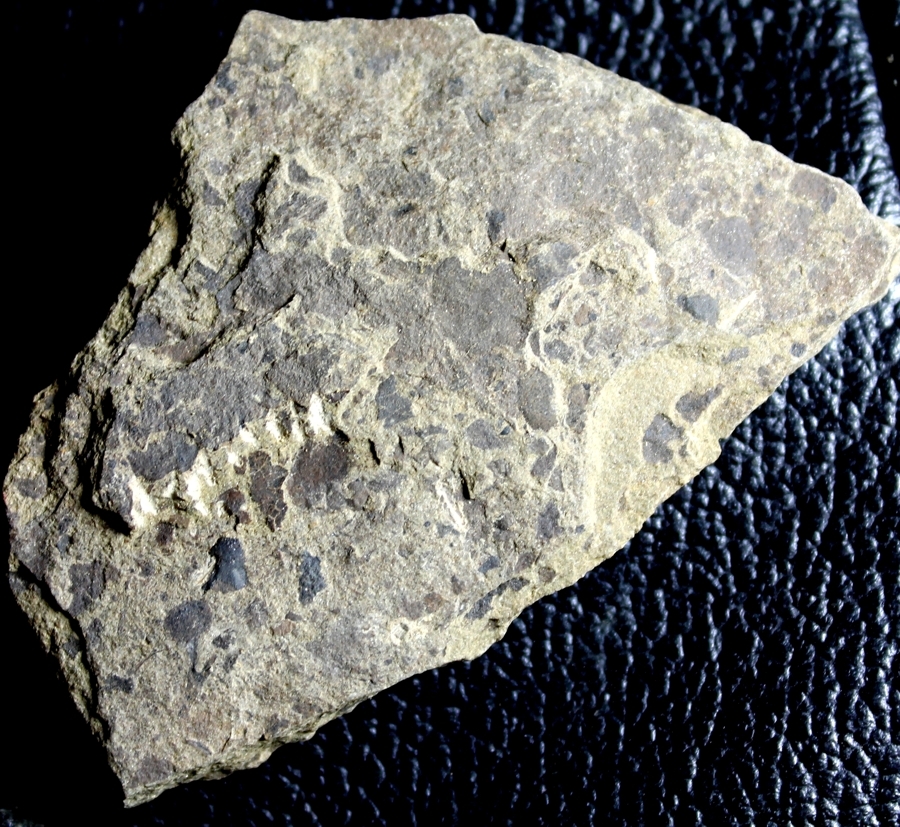 Cooksonia