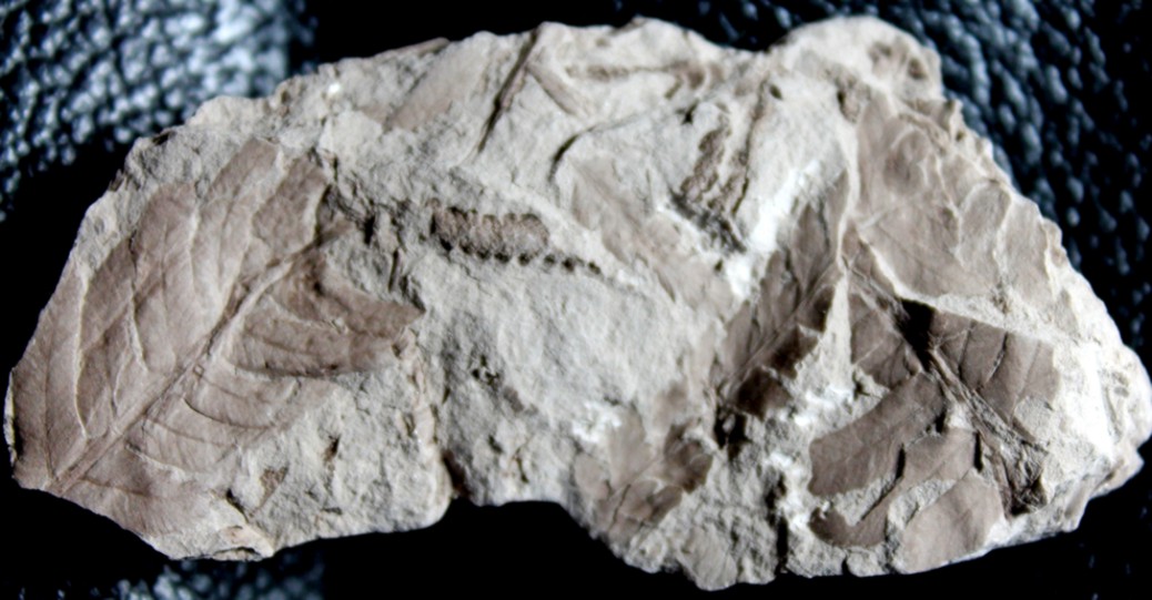 Jurassic fossil plant for sale, Todites williamsonii