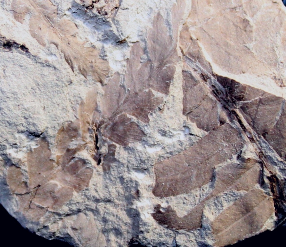 Jurassic fossil plant for sale, Todites williamsonii