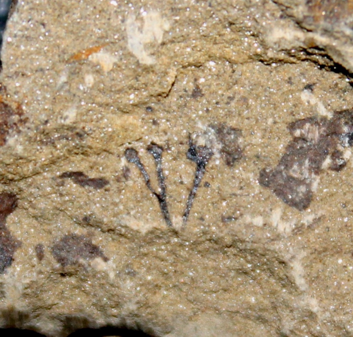 Silurian fossils plants for sale