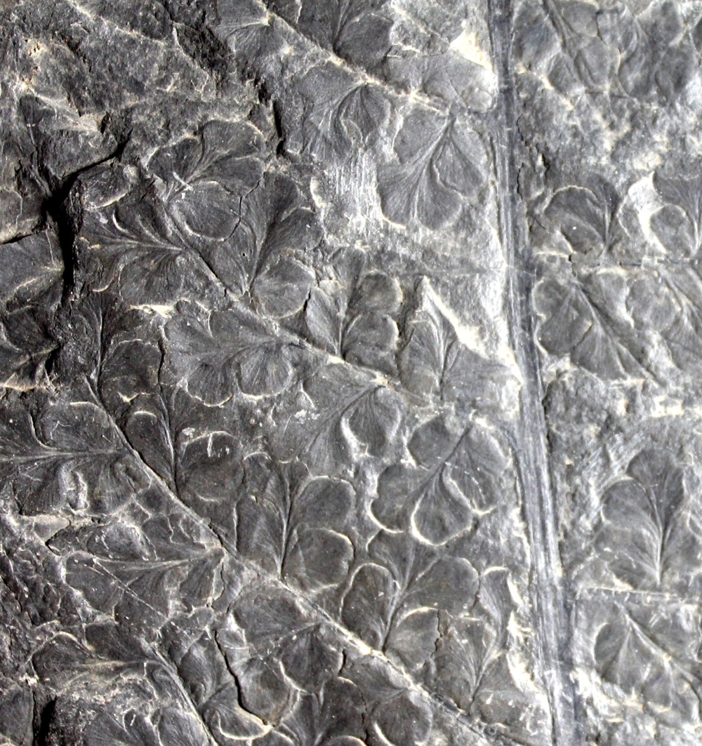 Sphenopteris striata