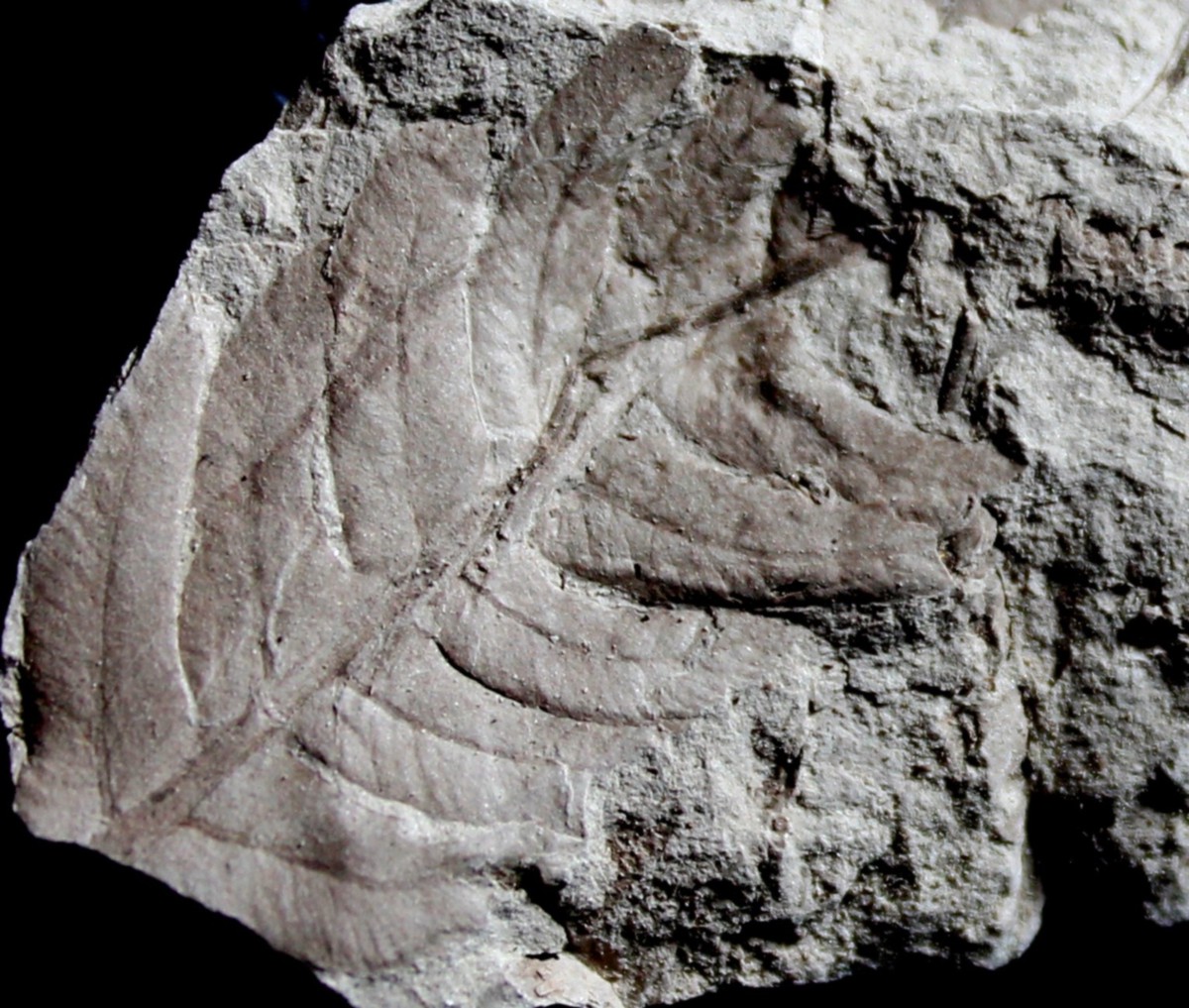Jurassic fossil plant for sale, Todites williamsonii