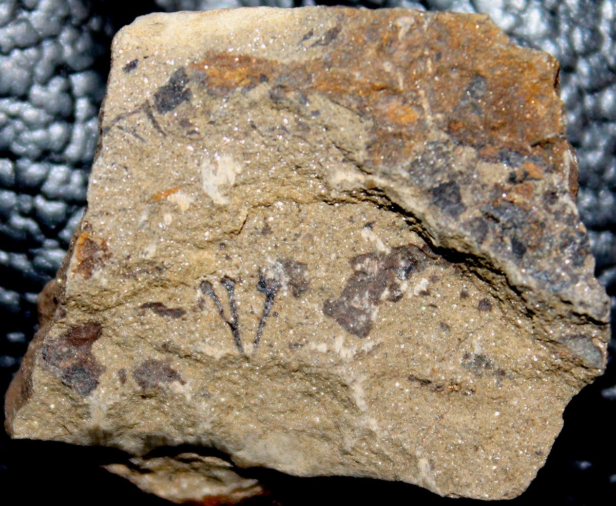 Cooksonia