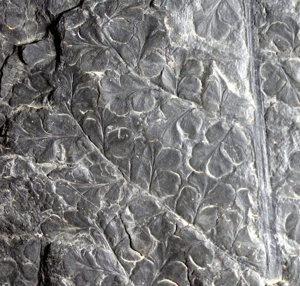 Sphenopteris striata