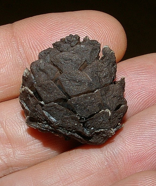 Fossil pine cone