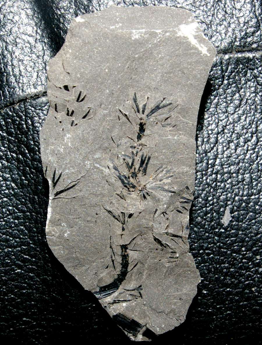 Sphenophyllum cuneifolium