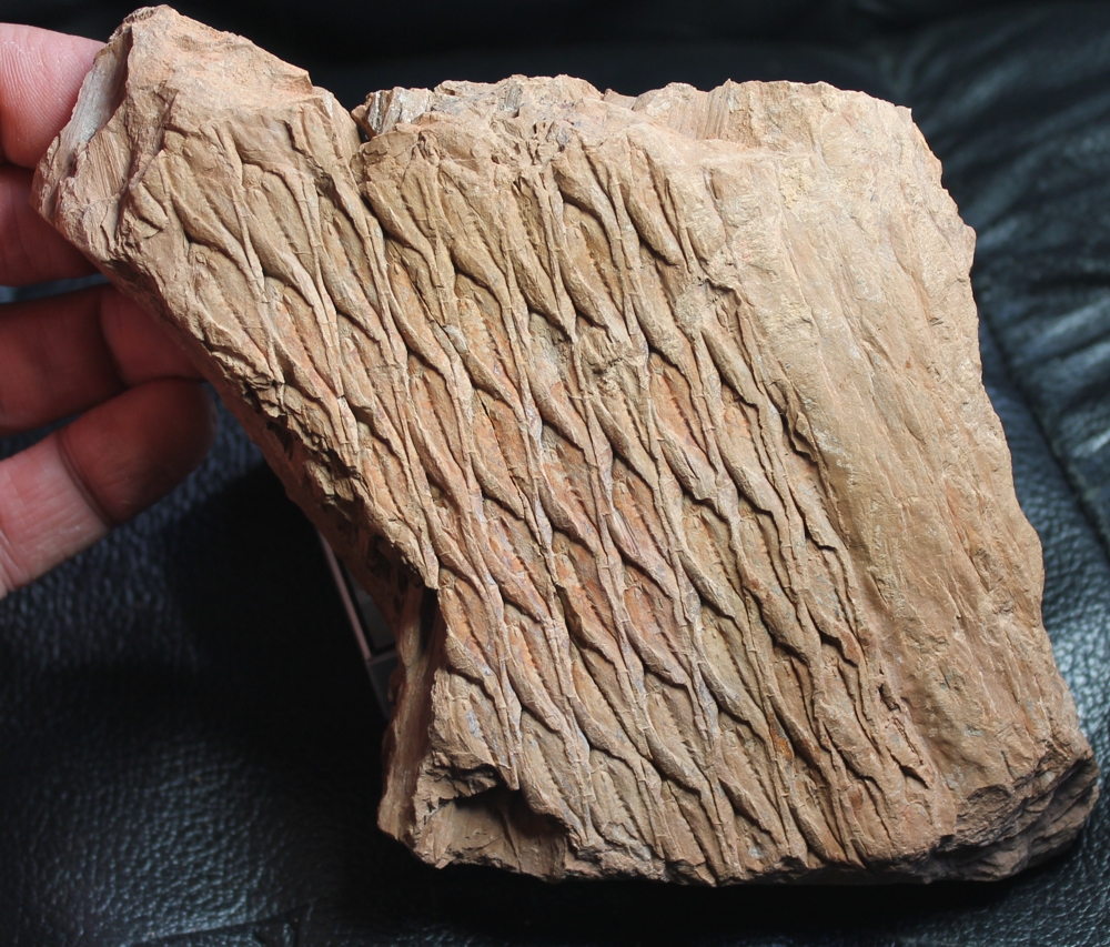 Lepidodendron aculeatum