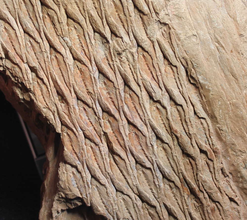 Lepidodendron aculeatum