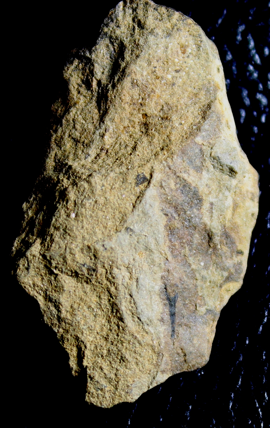 Silurian fossil land plant