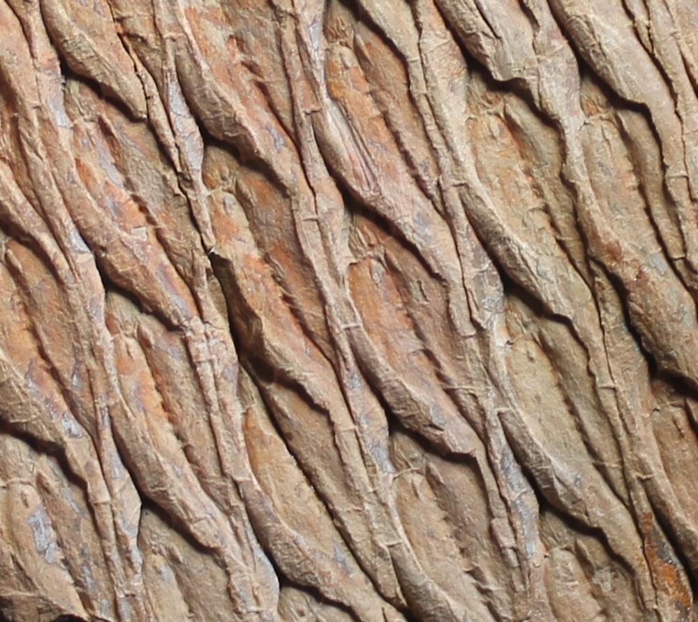 Lepidodendron aculeatum