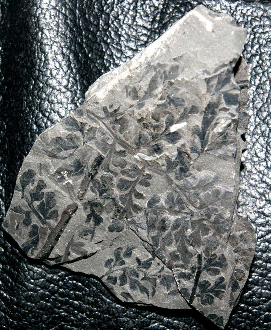 photos/plants/p71.jpg