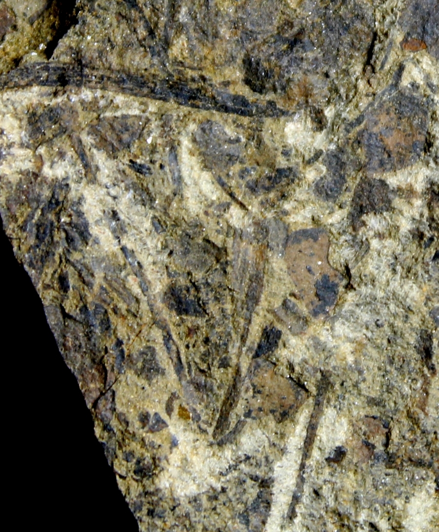 Cooksonia
