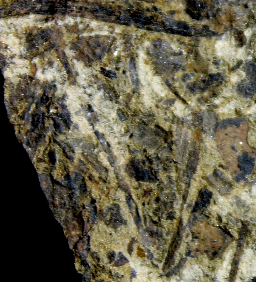 Cooksonia