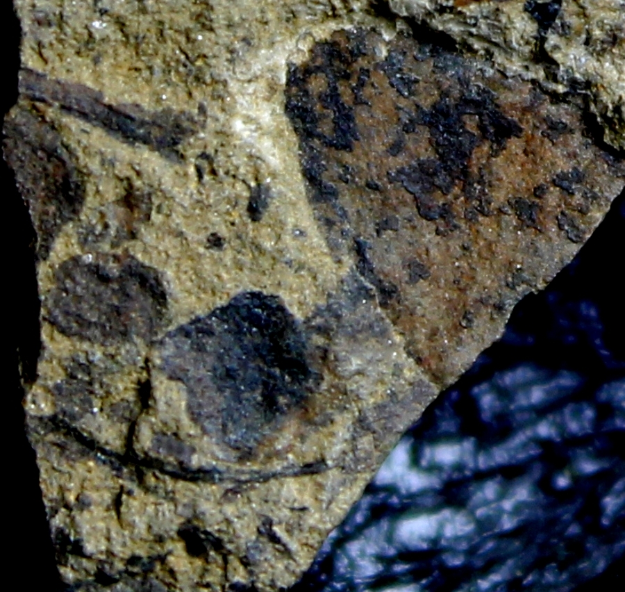 Cooksonia
