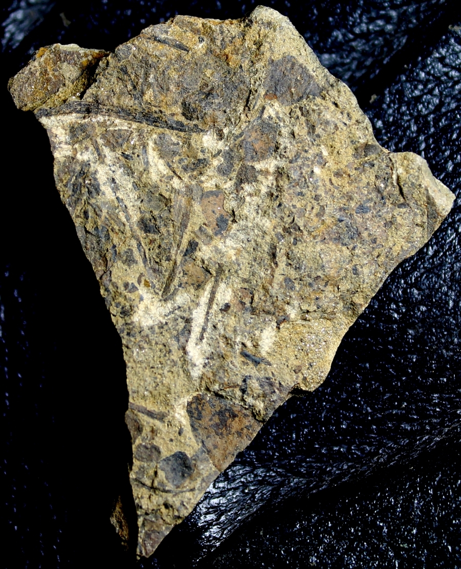Silurian fossil land plant